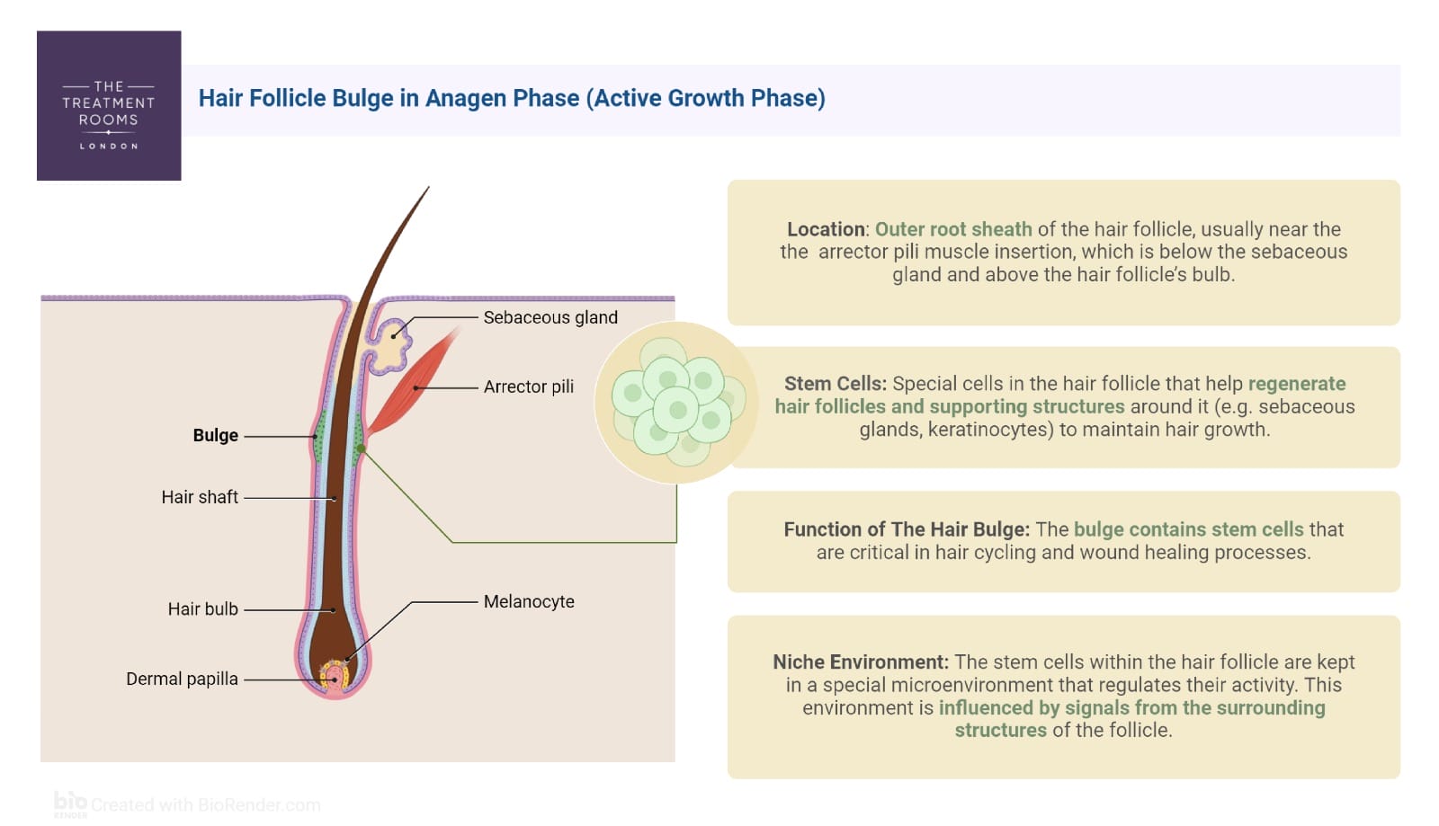 diagram showing hair bulge and stem cells