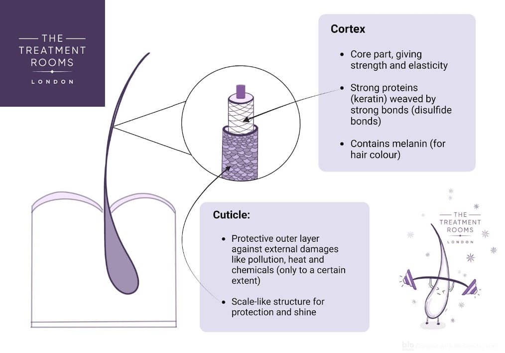 hair shaft diagram