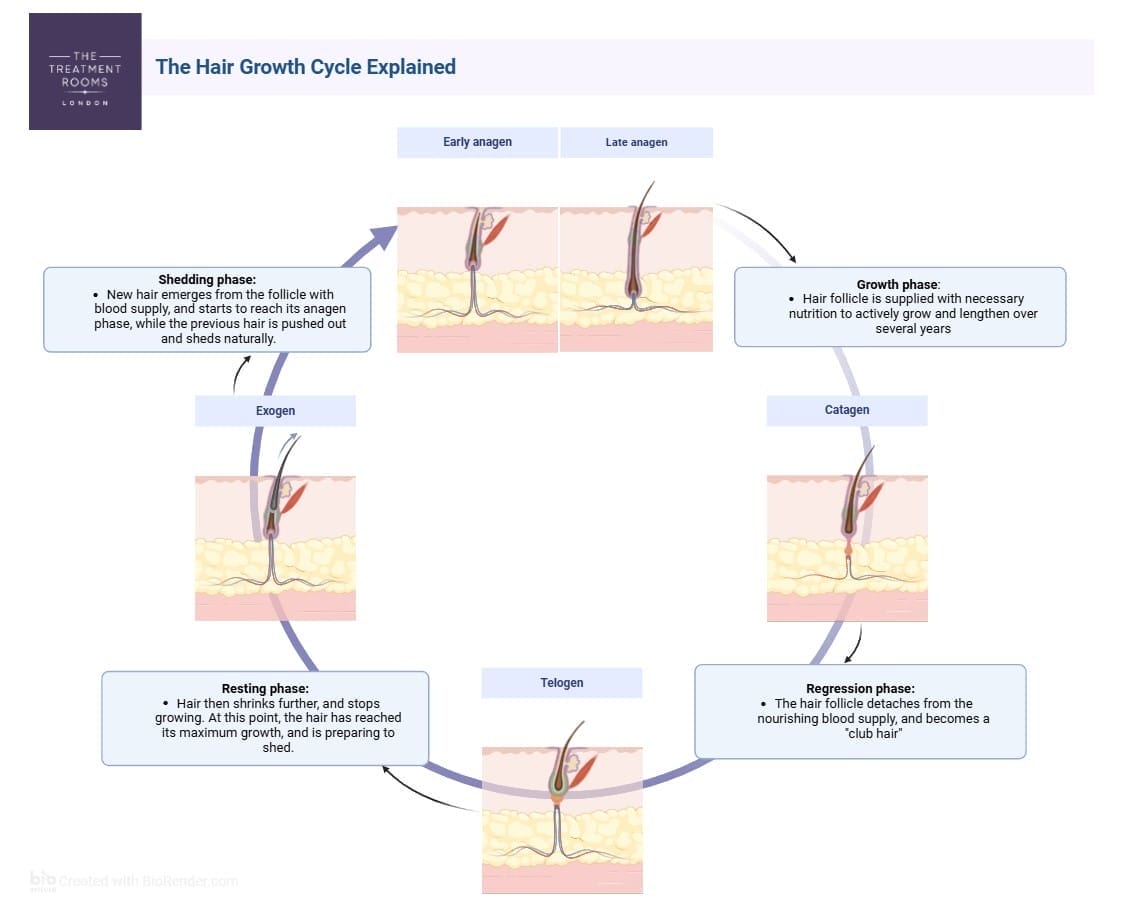 image explaining hair growth cycle