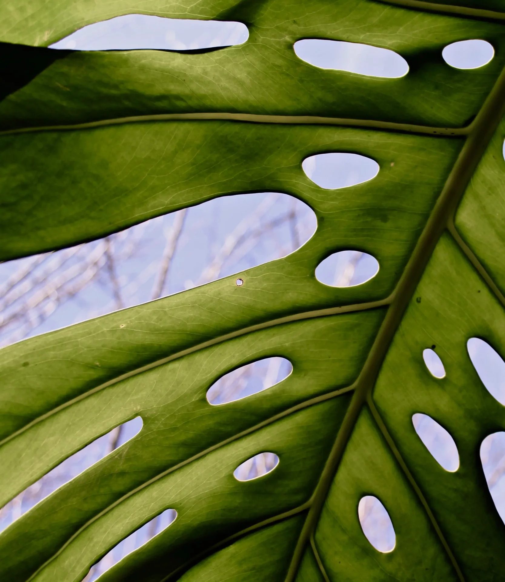 plant leaf with holes in it