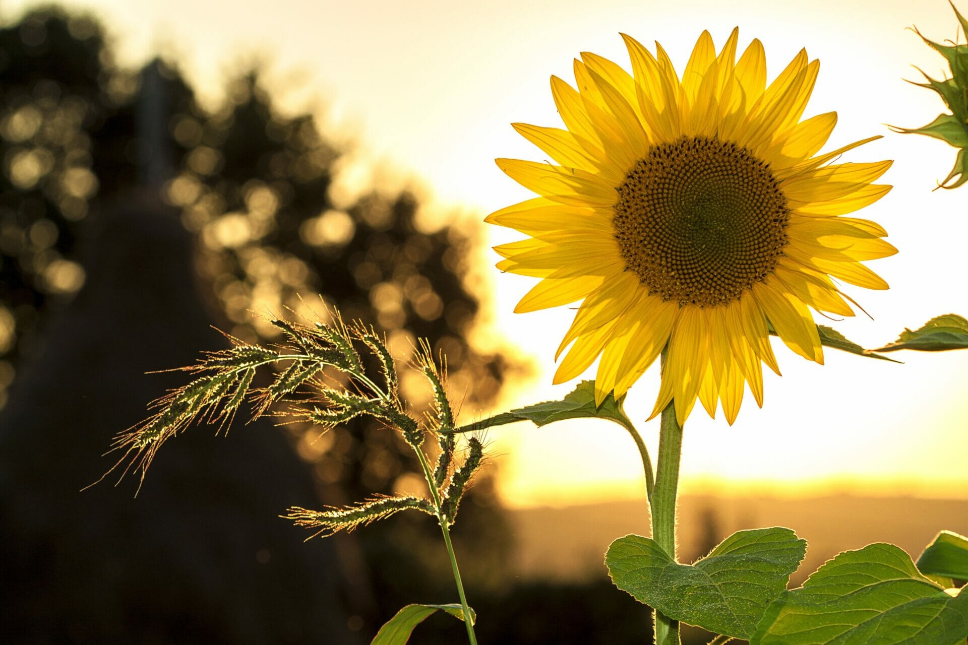 summer afternoon with a sunflower